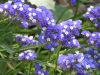 011_San Anton Gardens.jpg